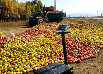 انباشت سیب در کنار جاده‌های آذربایجان ‌غربی ممنوع است